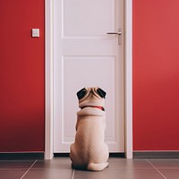 Pug waiting door pug animal. 