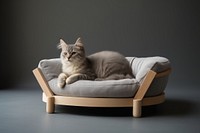 Pet mammal animal sofa. 