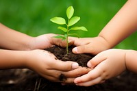 Plants gardening planting outdoors. 