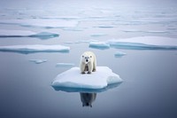 Polar climate bear ice wildlife. 