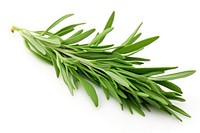 Tarragon plant herbs leaf. AI generated Image by rawpixel.