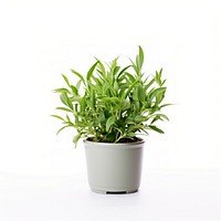 Plant herbs leaf white background. 