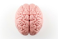 Human brain white background tomography medical. 