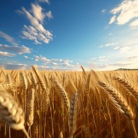 Wheat crops agriculture landscape outdoors. 