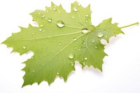 Grape leaf plant drop tree. AI generated Image by rawpixel.