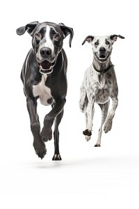 Great danes pointer running mammal. 