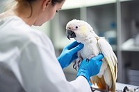 Veterinarian animal bird parrot. 