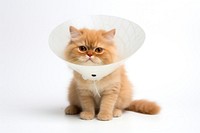 Cat animal mammal kitten. AI generated Image by rawpixel.