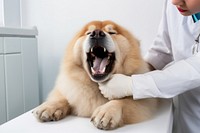 Chow chow dog animal veterinarian hospital. 