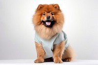 Chow chow dog animal mammal pet. AI generated Image by rawpixel.