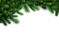 Coniferous branch backgrounds spruce plant. 