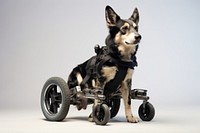 Dog wheelchair mammal animal pet. AI generated Image by rawpixel.