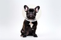 French bulldog mammal animal pet. 