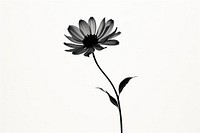 Flower silhouette petal plant white. 