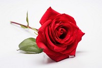 Red rose flower plant white background. 