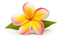 Tropical Plumeria flower petal plant leaf. 