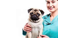 Veterinarian pug dog mammal. 