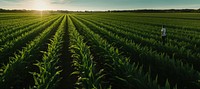 Corn crops horizon farm agriculture. 