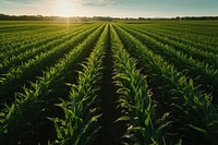 Corn field, farm agriculture. 