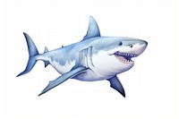 Great white shark animal fish white background. 