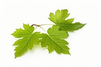 Grape leaves branch plant leaf. AI generated Image by rawpixel.