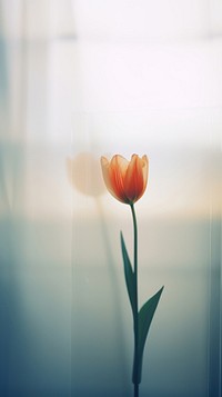 Tulip flower petal plant. 