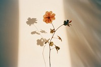 Flower nature shadow petal. AI generated Image by rawpixel.