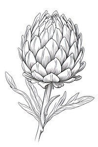 Artichoke drawing sketch plant. AI generated Image by rawpixel.