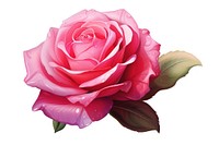 Rose rose flower petal. AI generated Image by rawpixel.