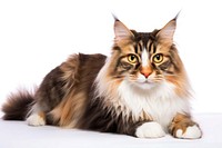 Cat maine-coon mammal animal kitten. AI generated Image by rawpixel.