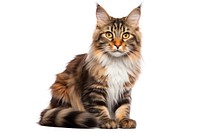 Cat maine-coon mammal animal kitten. AI generated Image by rawpixel.