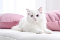 Kitten mammal animal pillow. AI generated Image by rawpixel.