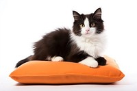 Kitten pillow mammal animal. AI generated Image by rawpixel.