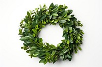 Wreath plant leaf white background.