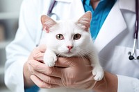 Veterinarian hands checking cat mammal animal doctor. 