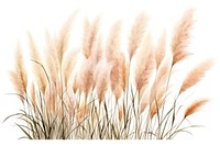 Pampas grass bushes plant white background vegetation. 