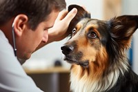 Veterinarian examining veterinarian dog mammal. 