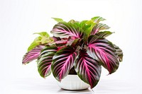 Calathea flower plant leaf. AI generated Image by rawpixel.