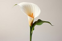 Calla Lily flower petal plant. AI generated Image by rawpixel.