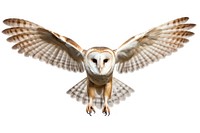 Barn owl animal flying bird. 