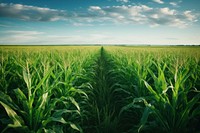 Crop field agriculture landscape grassland. AI generated Image by rawpixel.