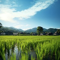 Rice field landscape outdoors nature. 