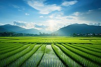 Rice field outdoors nature farm. 