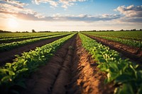 Prime agricultural land agriculture outdoors horizon. 