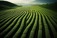 Agriculture outdoors nature field. 