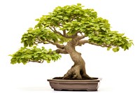 Quercus alba bonsai plant tree white background. AI generated Image by rawpixel.