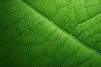 Green leaf texture plant. AI generated Image by rawpixel.