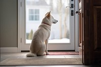 Dog door windowsill animal. 