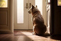 Dog door architecture building. 