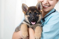 Doctor holding german shepherd puppy veterinarian mammal animal. 